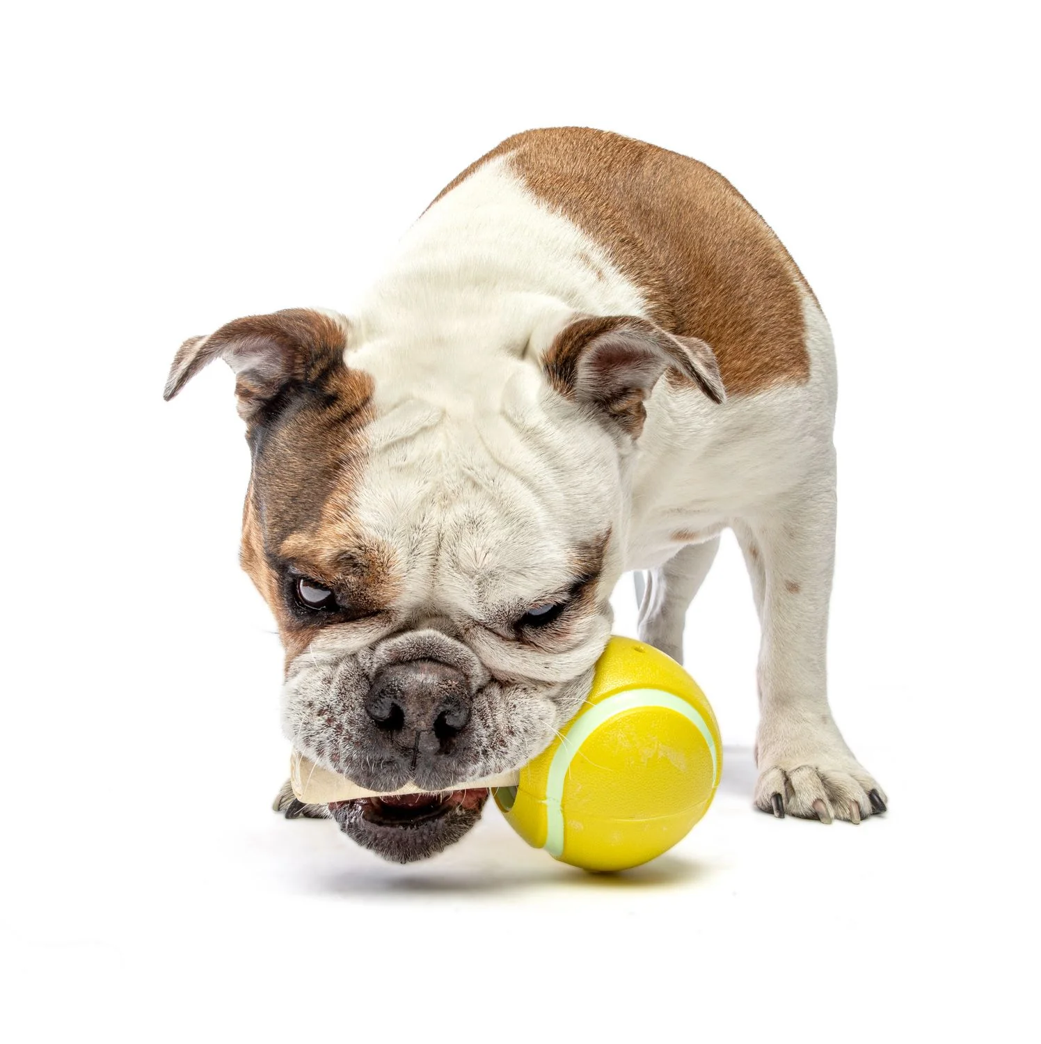 Guru Tennis Treat Ball Medium/Large Dog Toy - Image 2