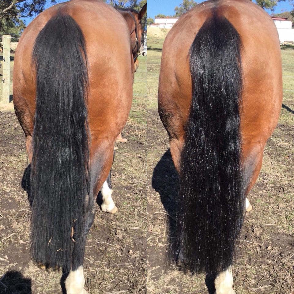 Hairy Pony 2 in 1 Detangle and Shine Spray - Image 4