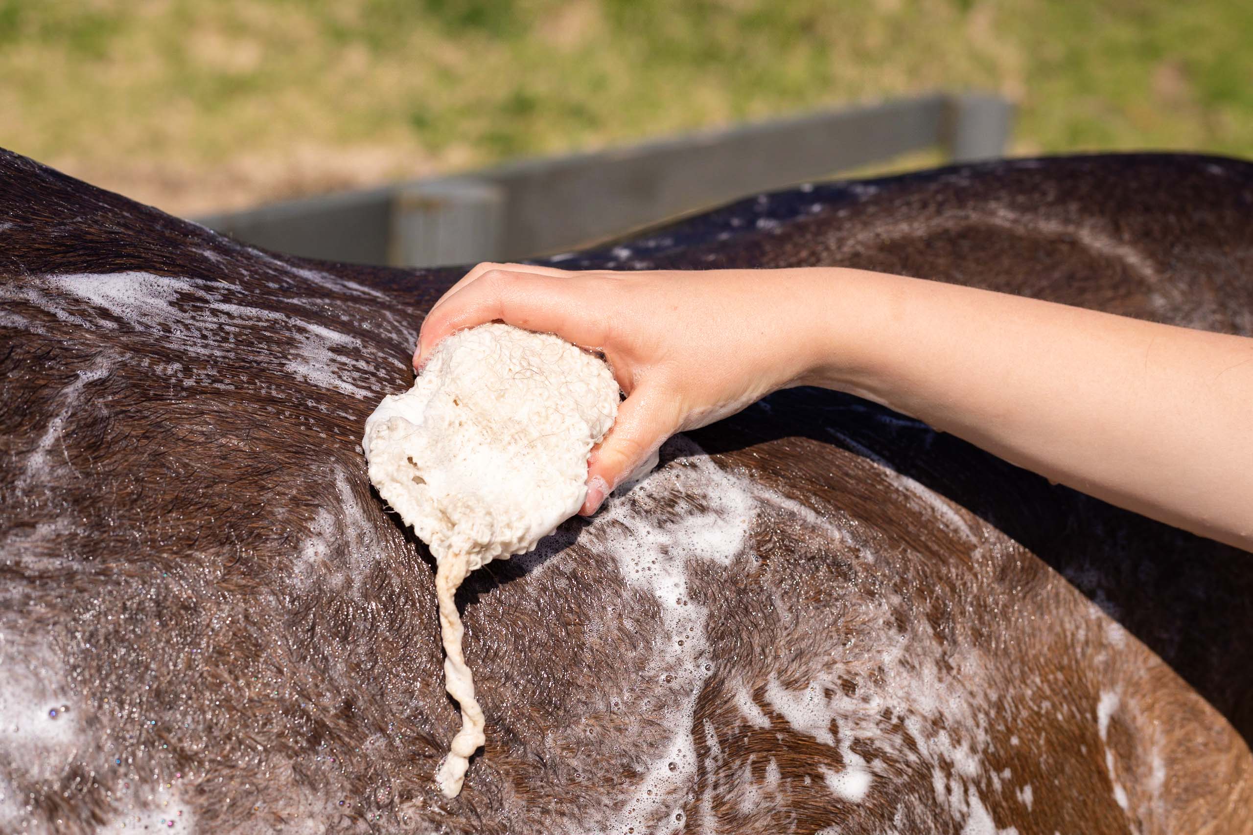 Hairy Pony Eco-Friendly Original Shampoo Bar - Image 6