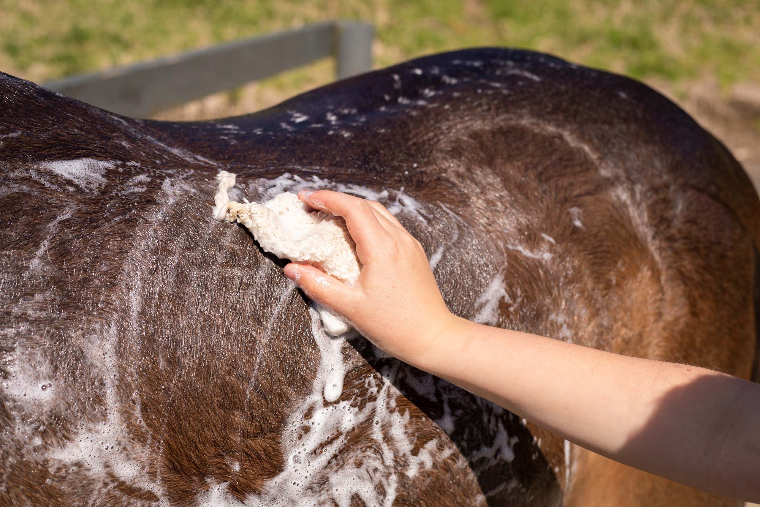Hairy Pony Eco-Friendly Original Shampoo Bar - Image 7