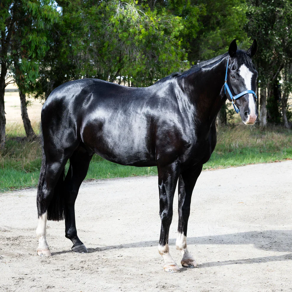 Hairy Pony Essential Oil Coat Conditioner - Image 2