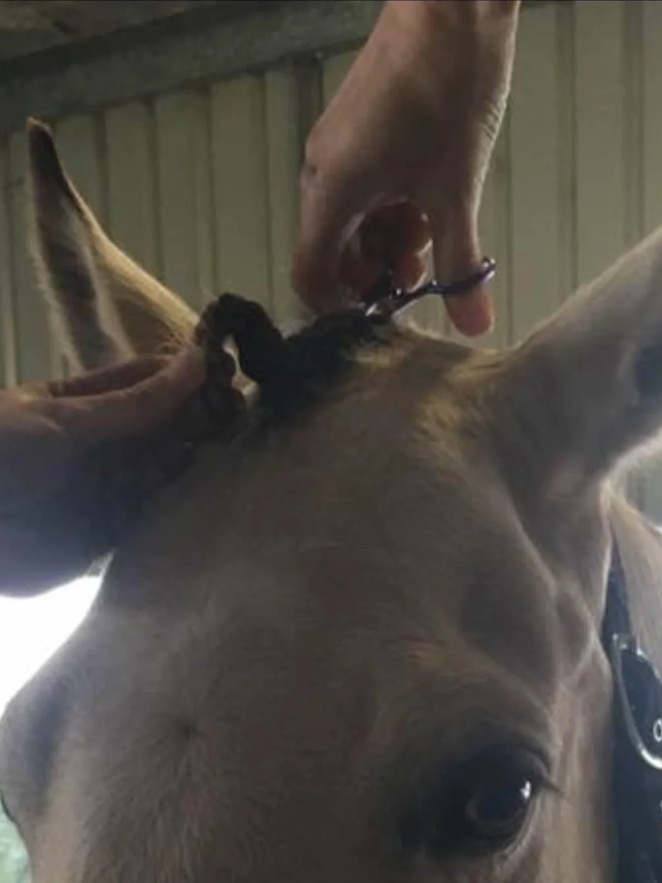 Hairy Pony Fastening Scissors - Image 2