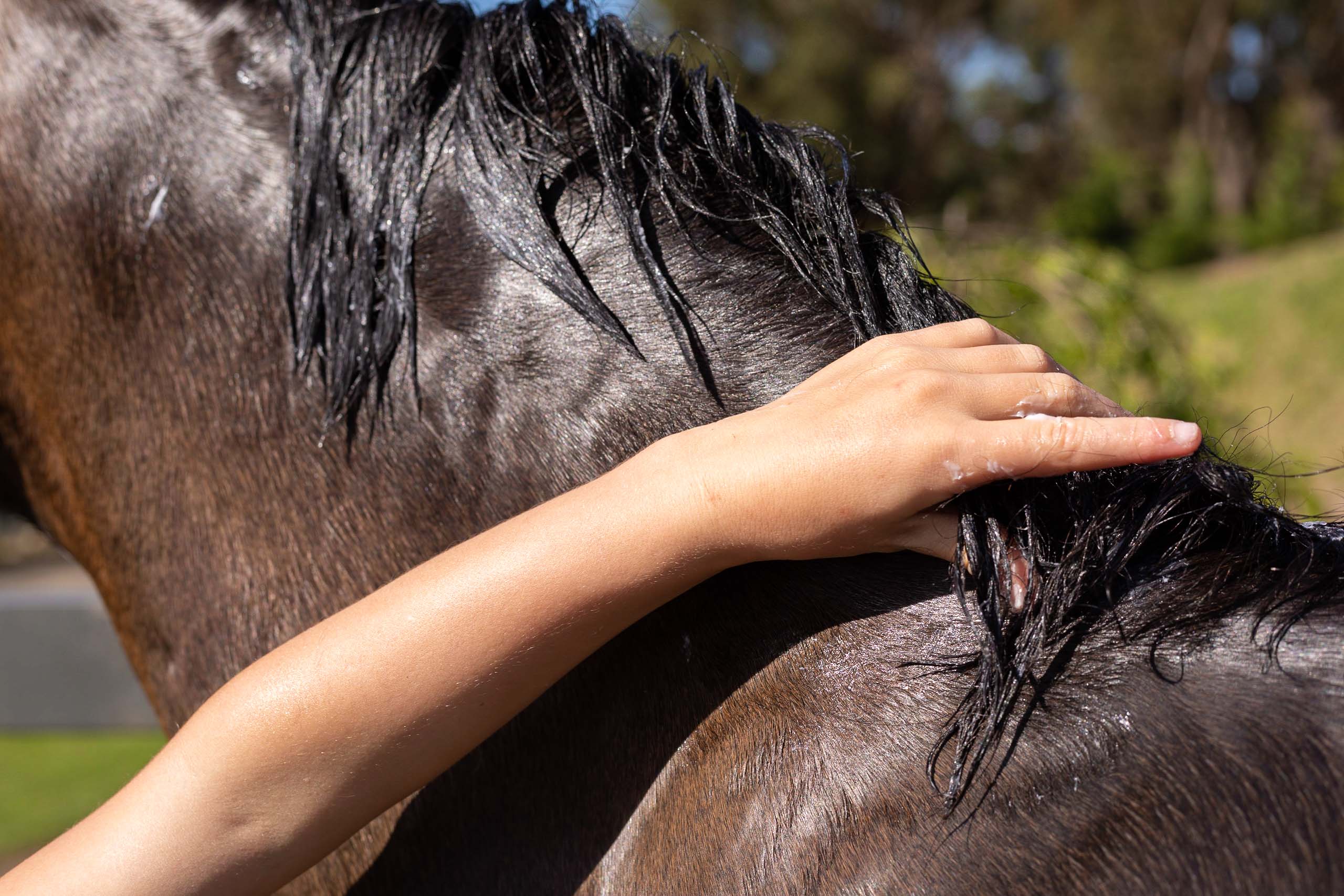 Hairy Pony Hair Repair - Image 3