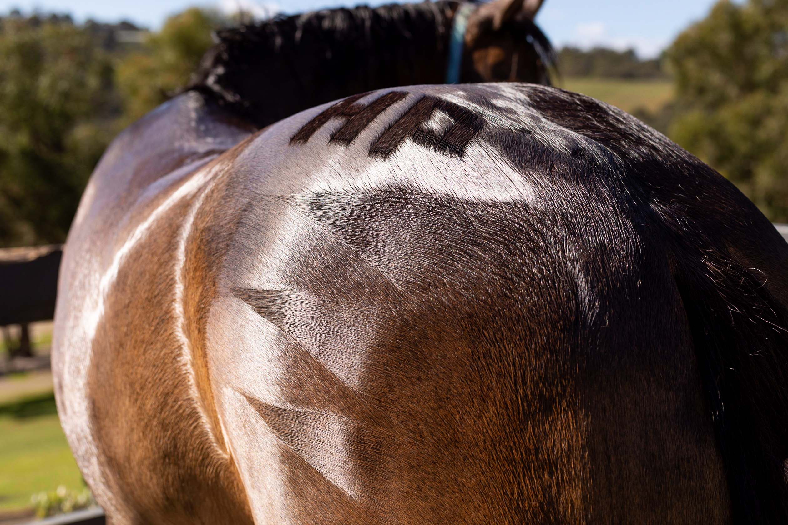 Hairy Pony Quarter Mark Brush - Image 8