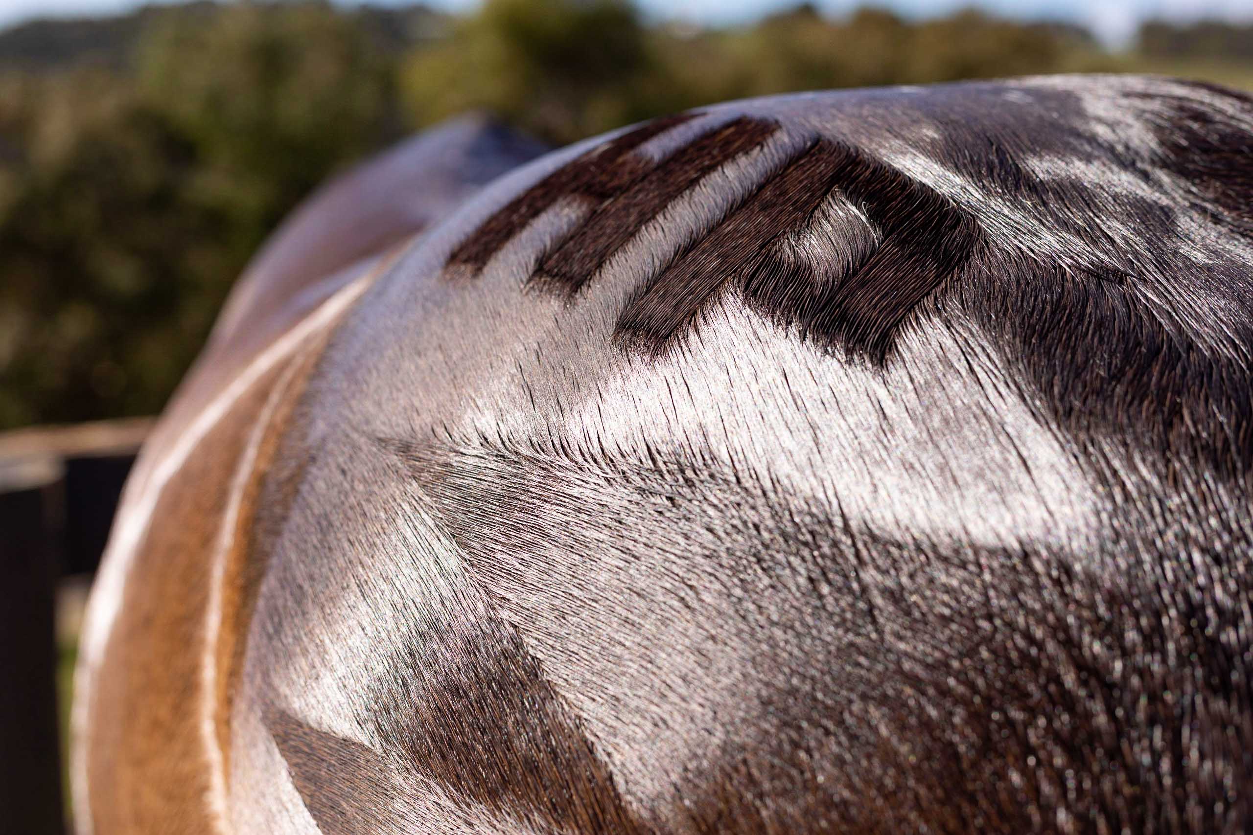 Hairy Pony Quarter Mark Brush - Image 9