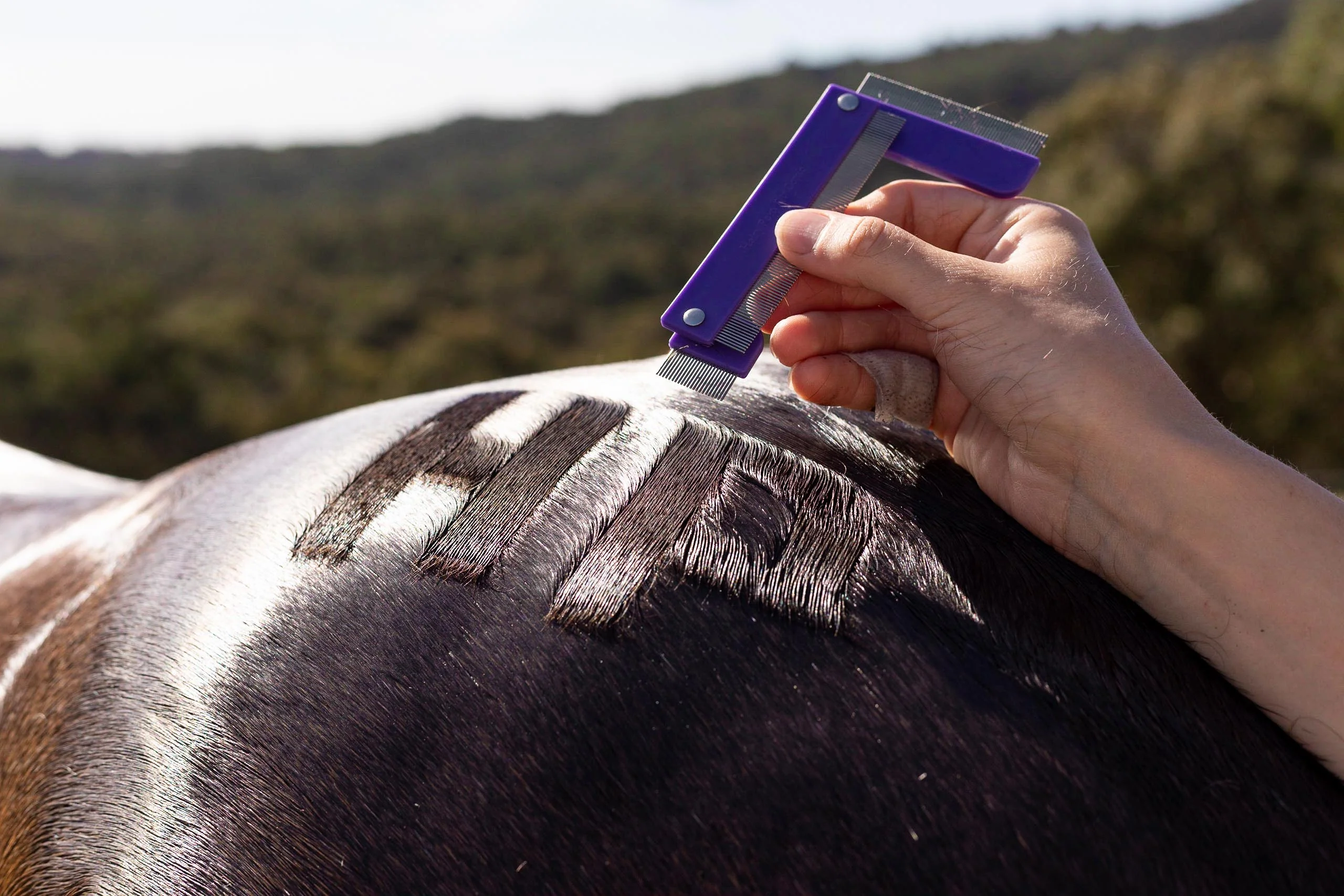 Hairy Pony Quarter Mark Comb - Image 6