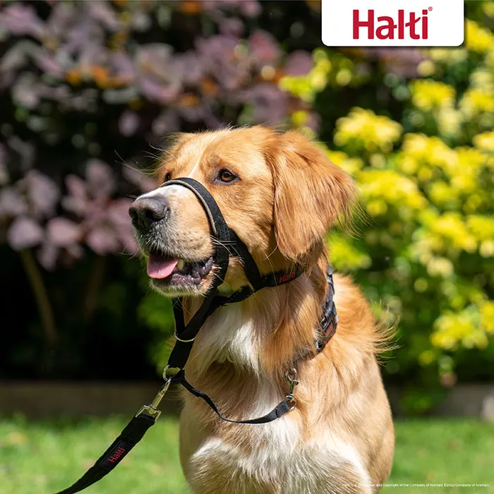 Halti Dog Head Collar - Image 4