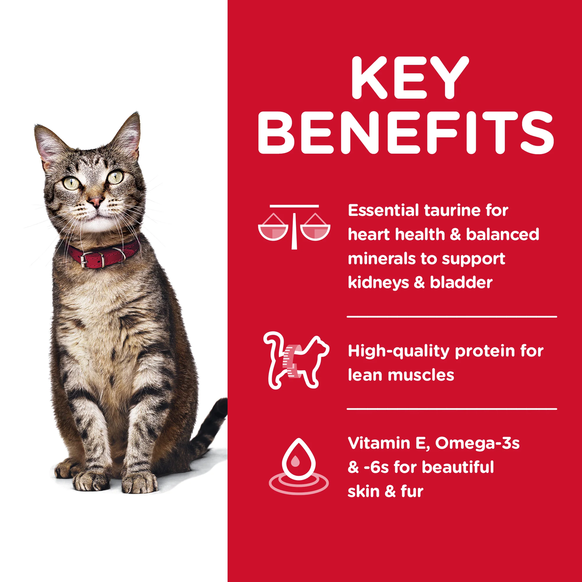 Hills Science Diet Adult Cat Dry Food - Image 3