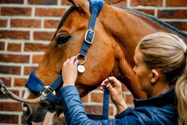Horseware Signature Grooming Halter - Image 2