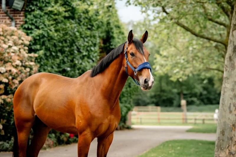 Horseware Signature Grooming Halter - Image 3