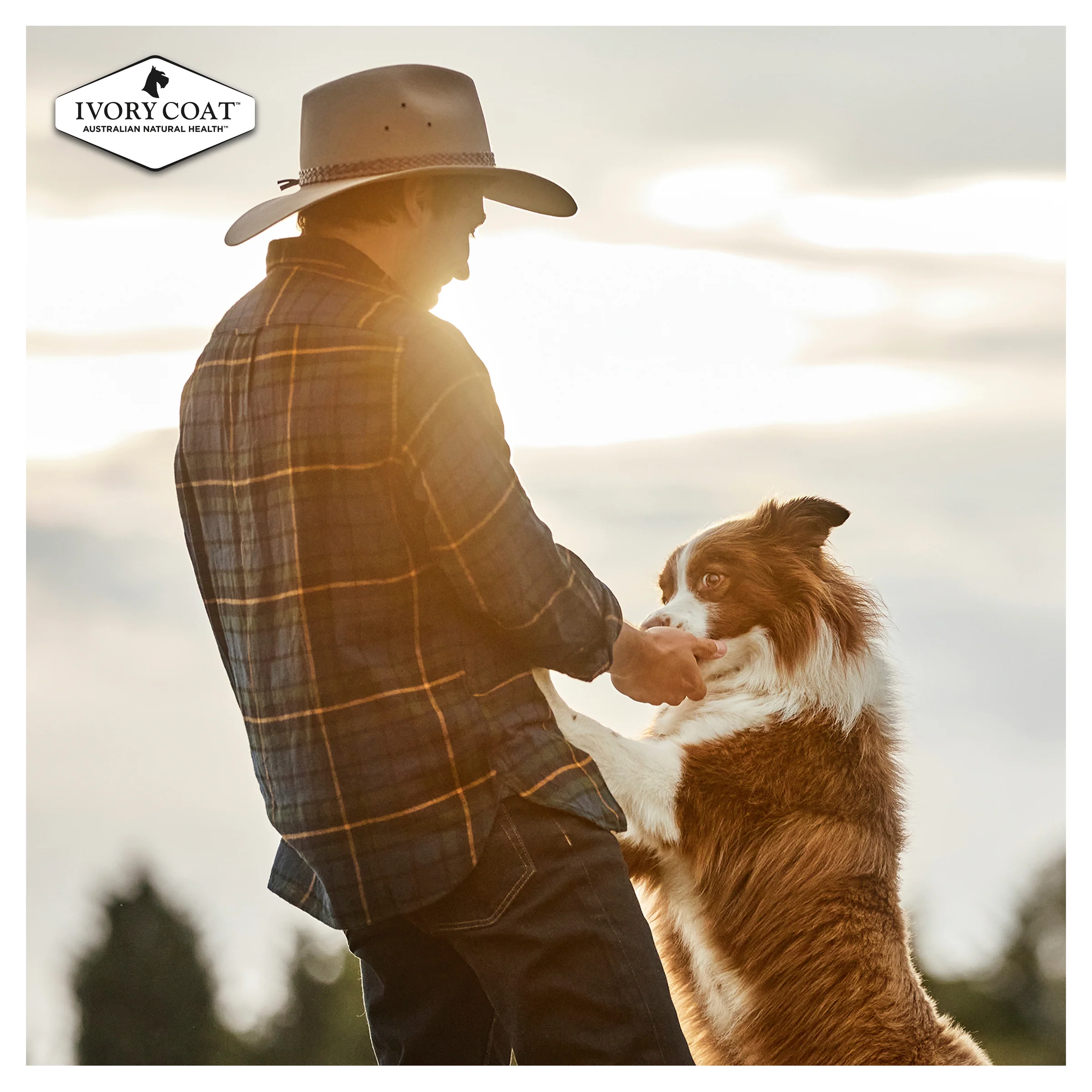 Ivory Coat Grain Free Chicken Stew with Coconut Oil Wet Dog Food - Image 9