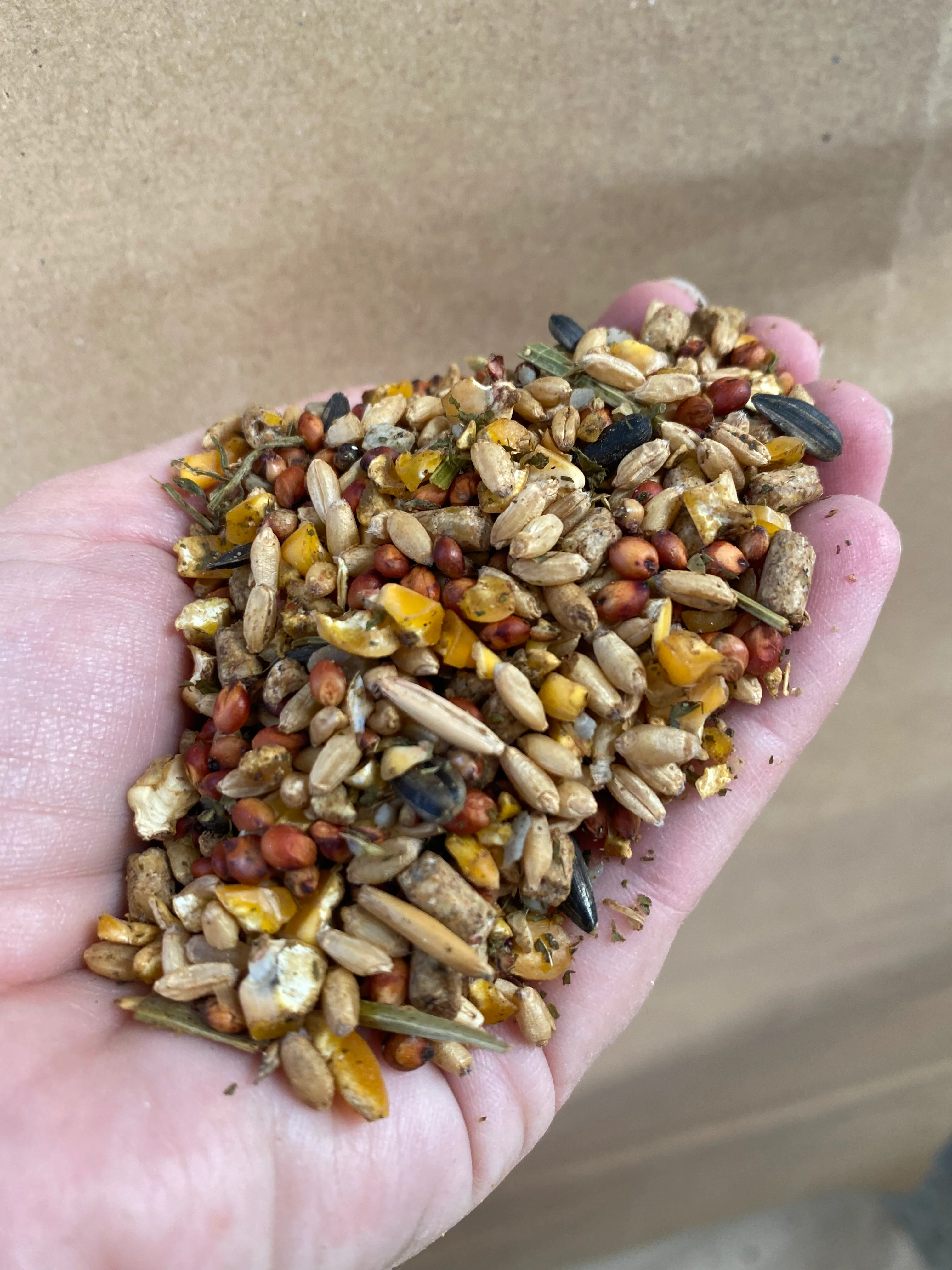 Jenco Chook Candy - Image 3