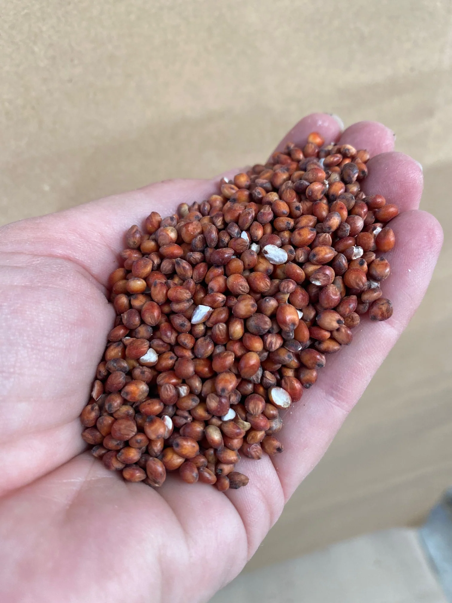 Jenco Red Sorghum - Image 3