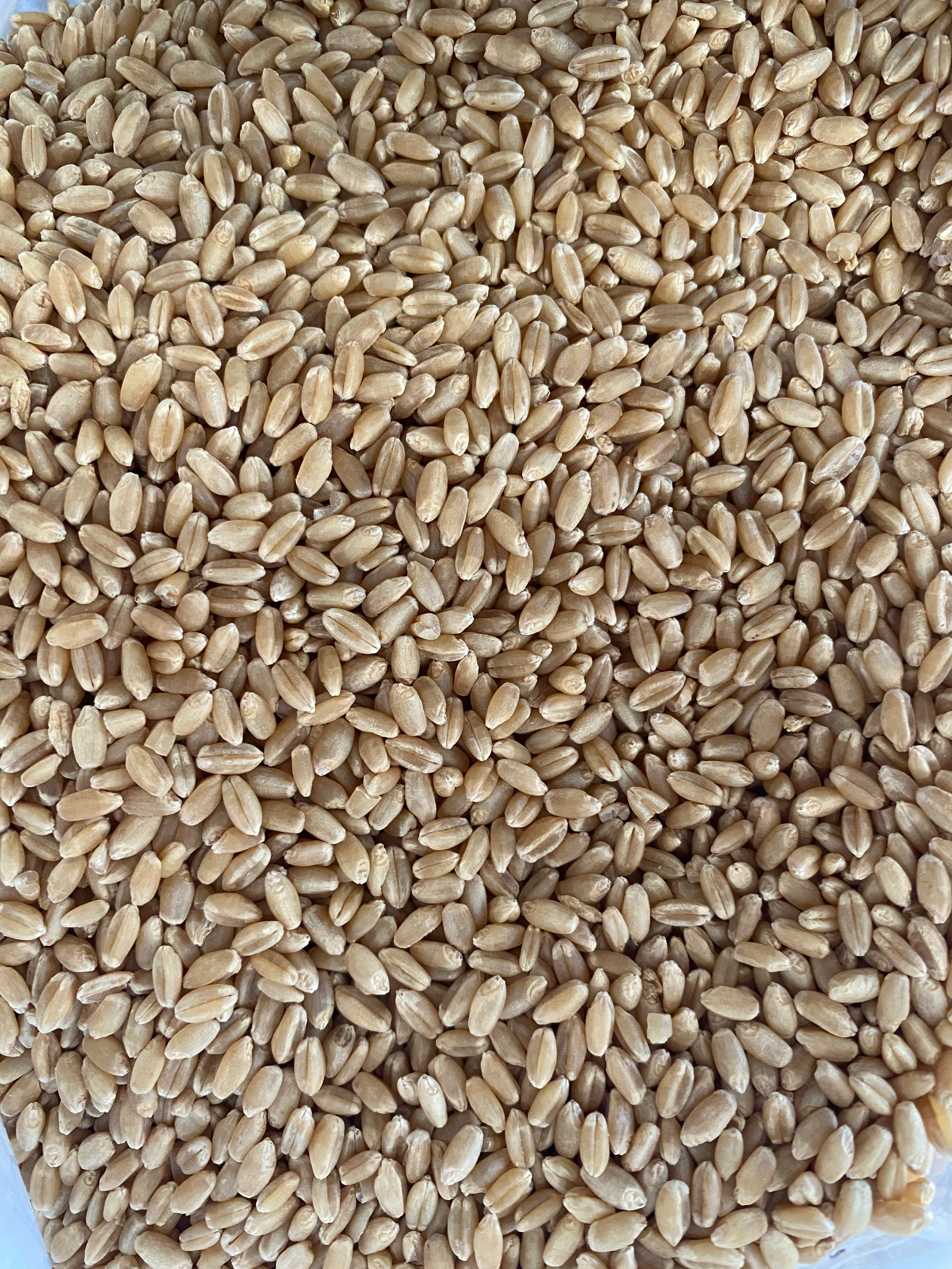Jenco Whole Wheat - Image 2