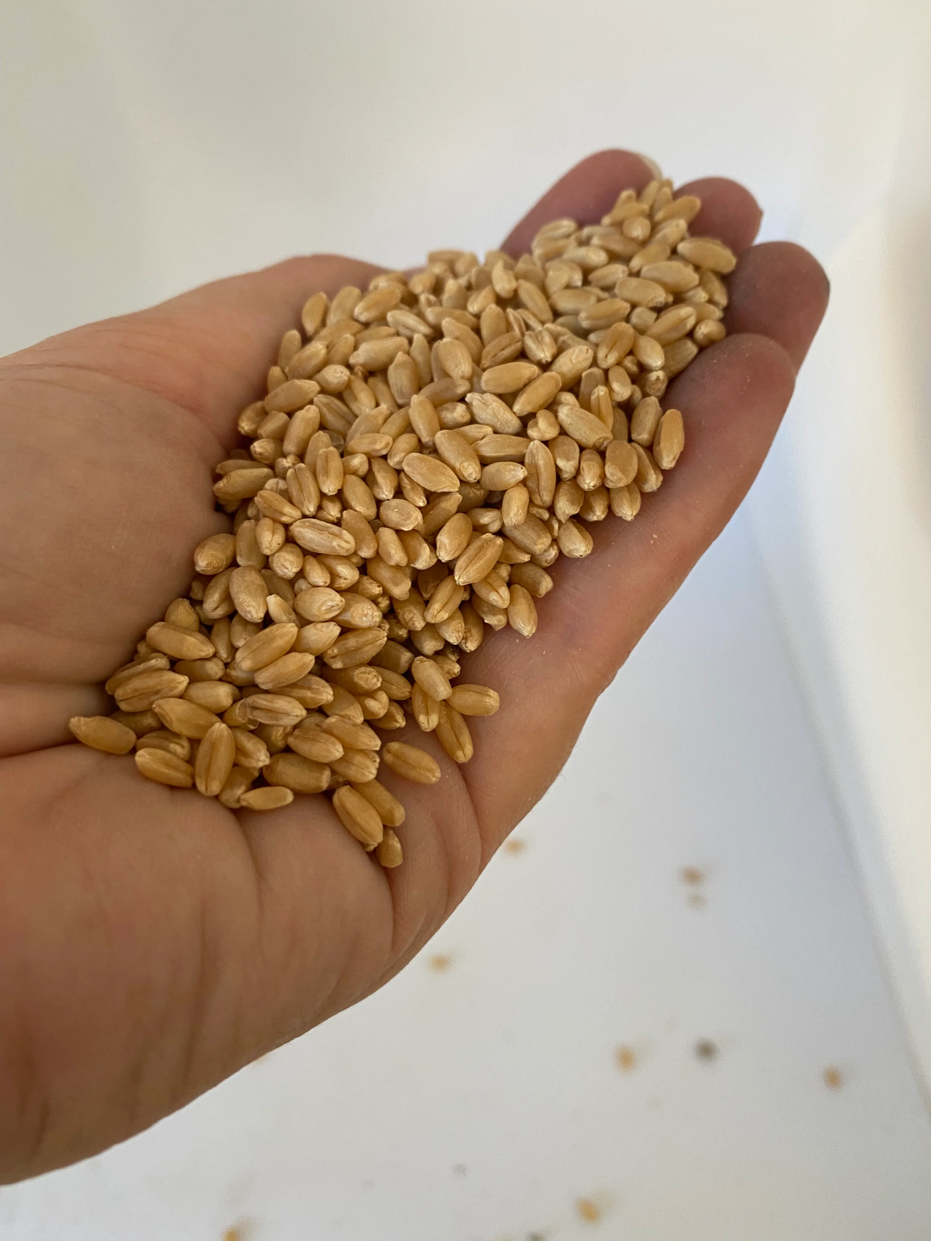 Jenco Whole Wheat - Image 3