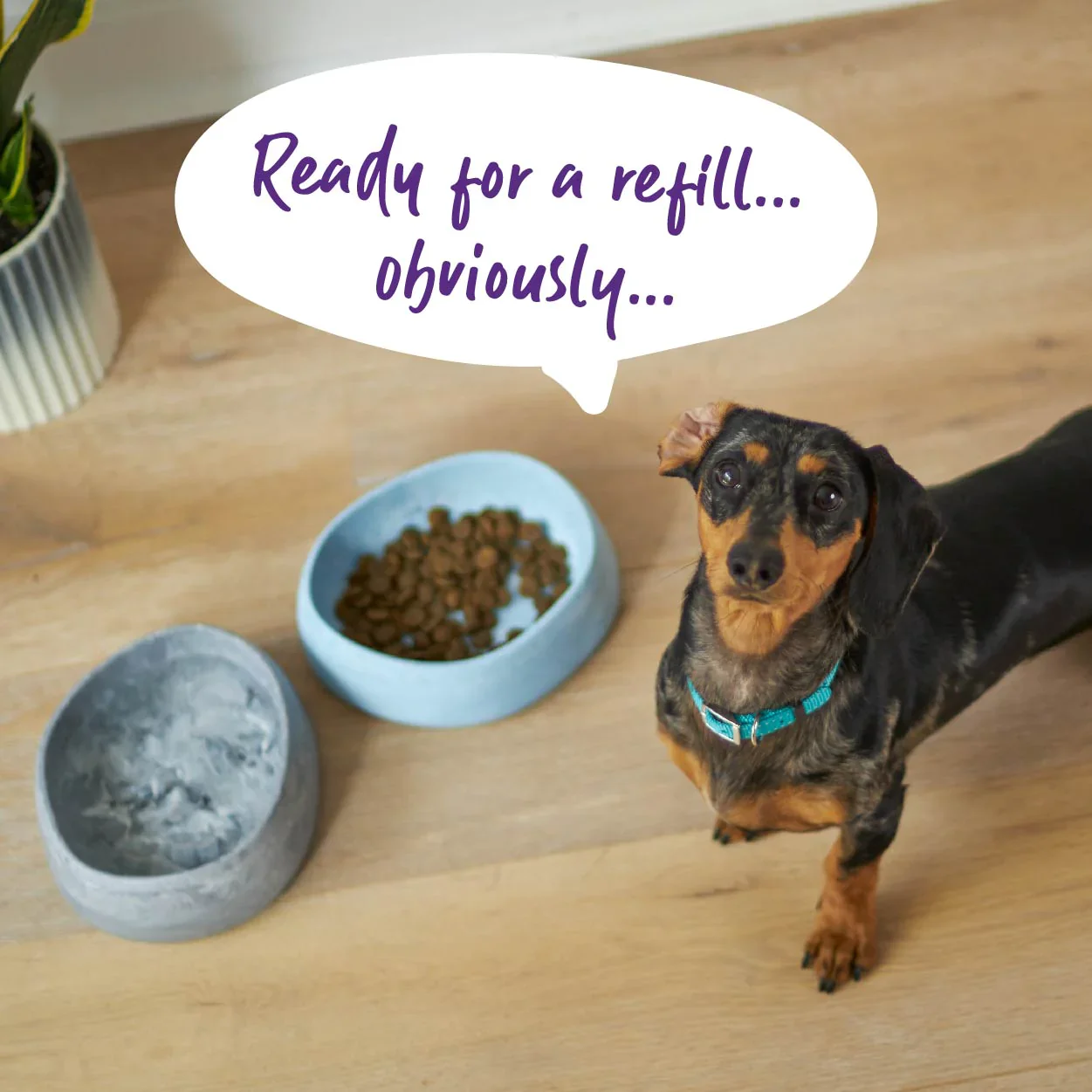 Kazoo Better Bowl for Dogs - Image 2