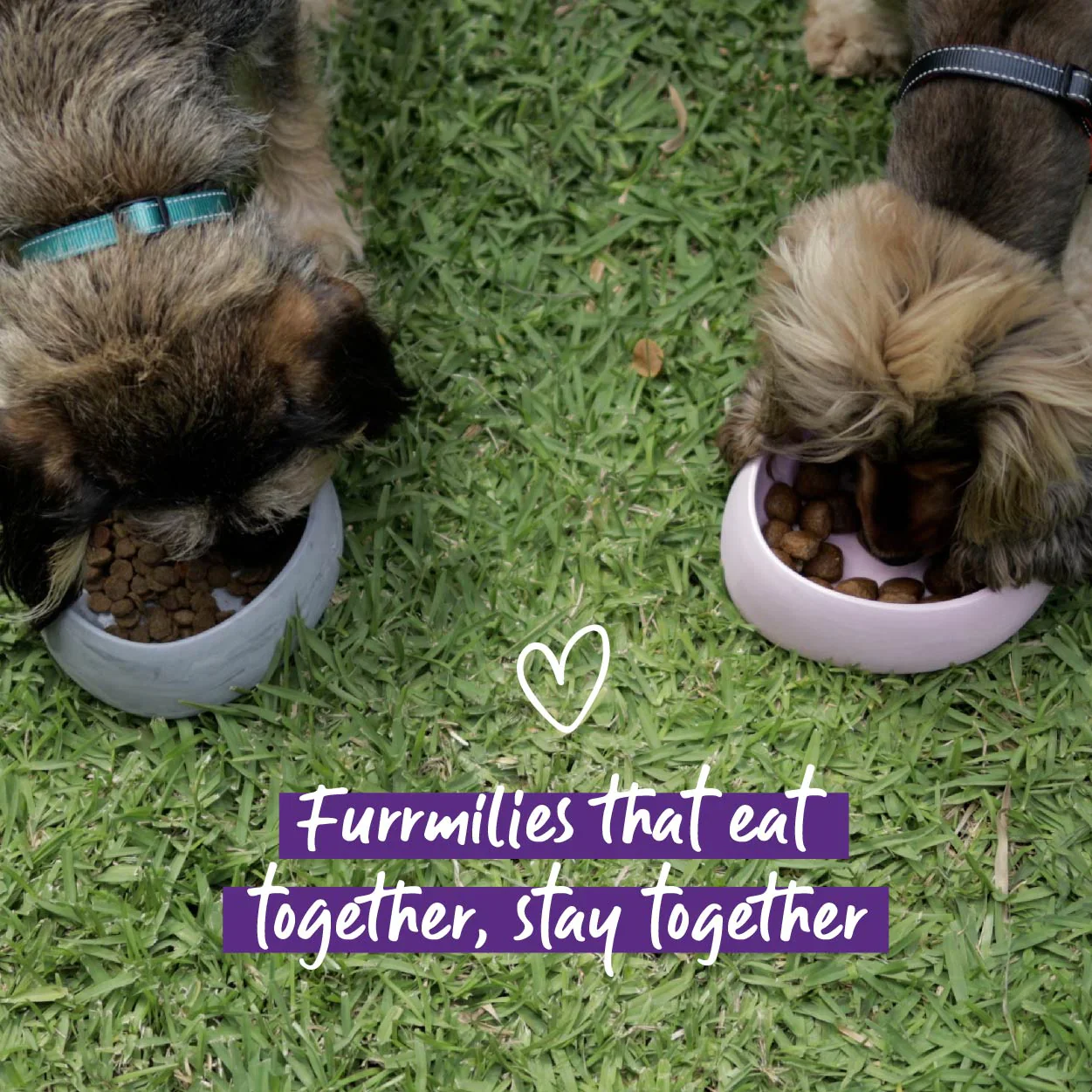 Kazoo Better Bowl for Dogs - Image 4