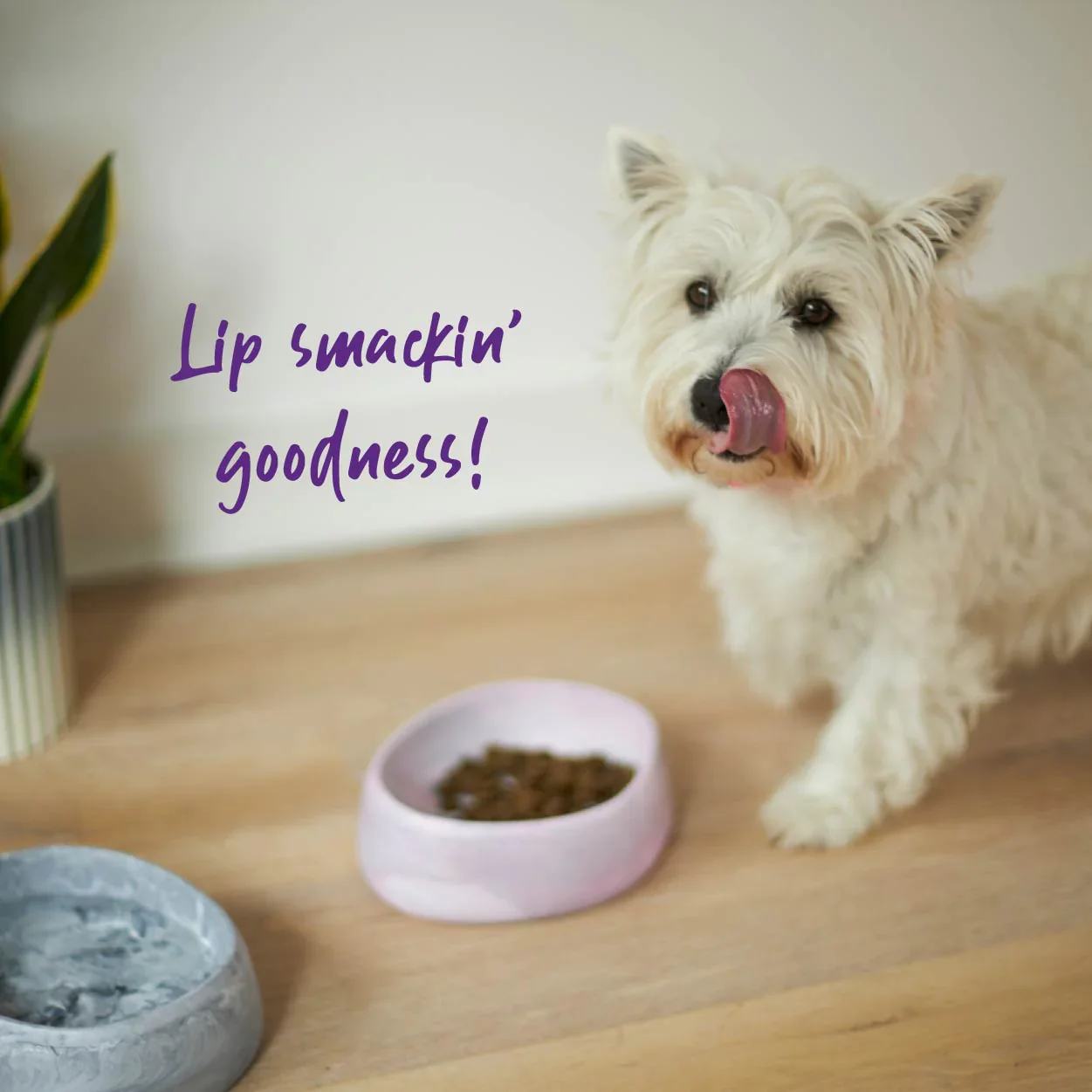 Kazoo Better Bowl for Dogs - Image 5