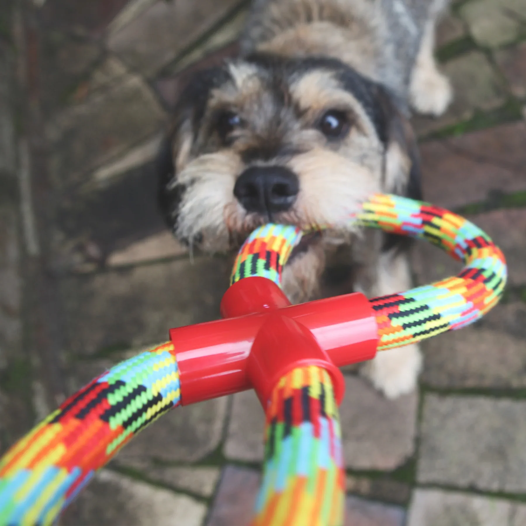 Kazoo Braided Rope Figure 8 Tug Dog Toy - Image 2