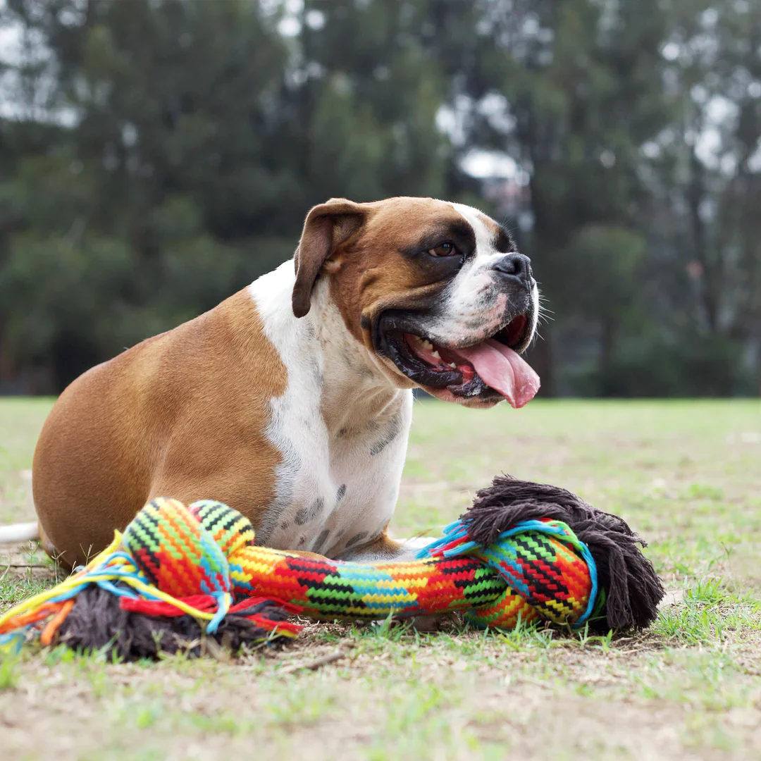 Kazoo Braided Rope Knot Bone Dog Toy - Image 3