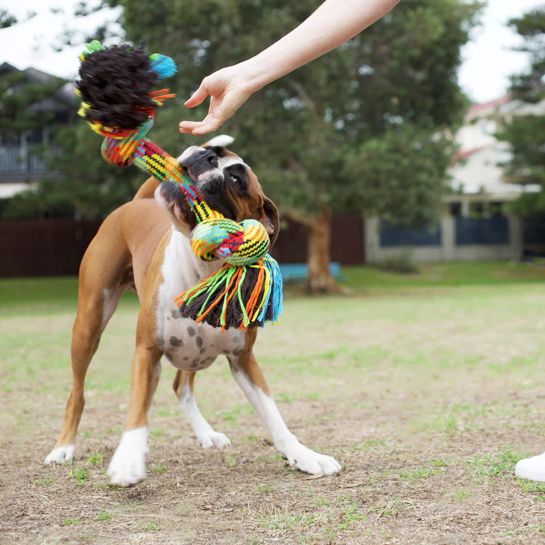 Kazoo Braided Rope Knot Bone Dog Toy - Image 5