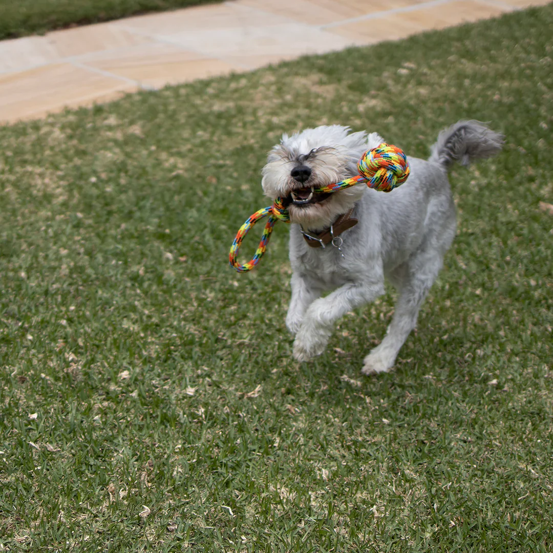 Kazoo Braided Rope Sling Knot Ball Dog Toy - Image 6