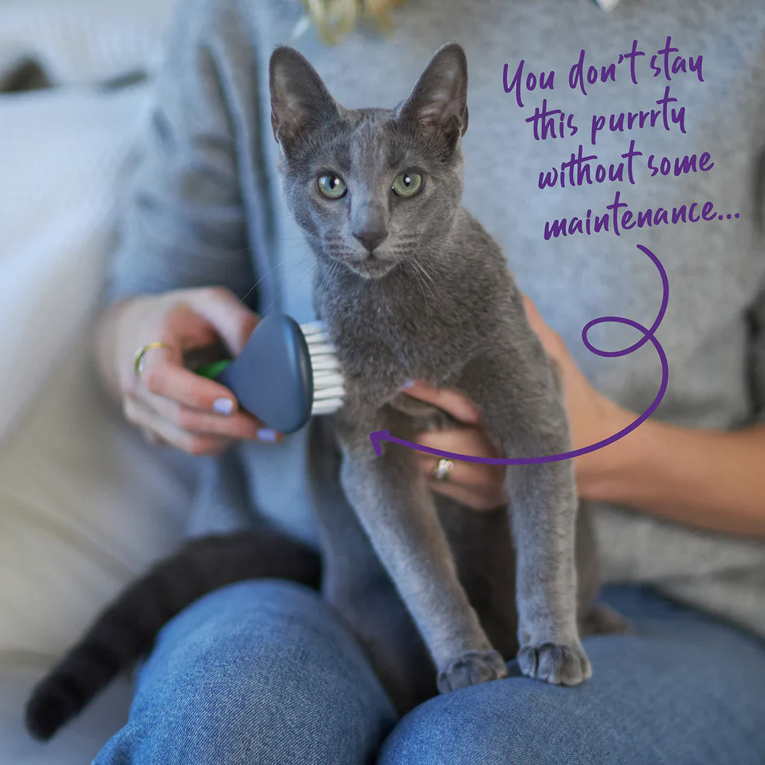 Kazoo Cat Brush - Soft - Image 2