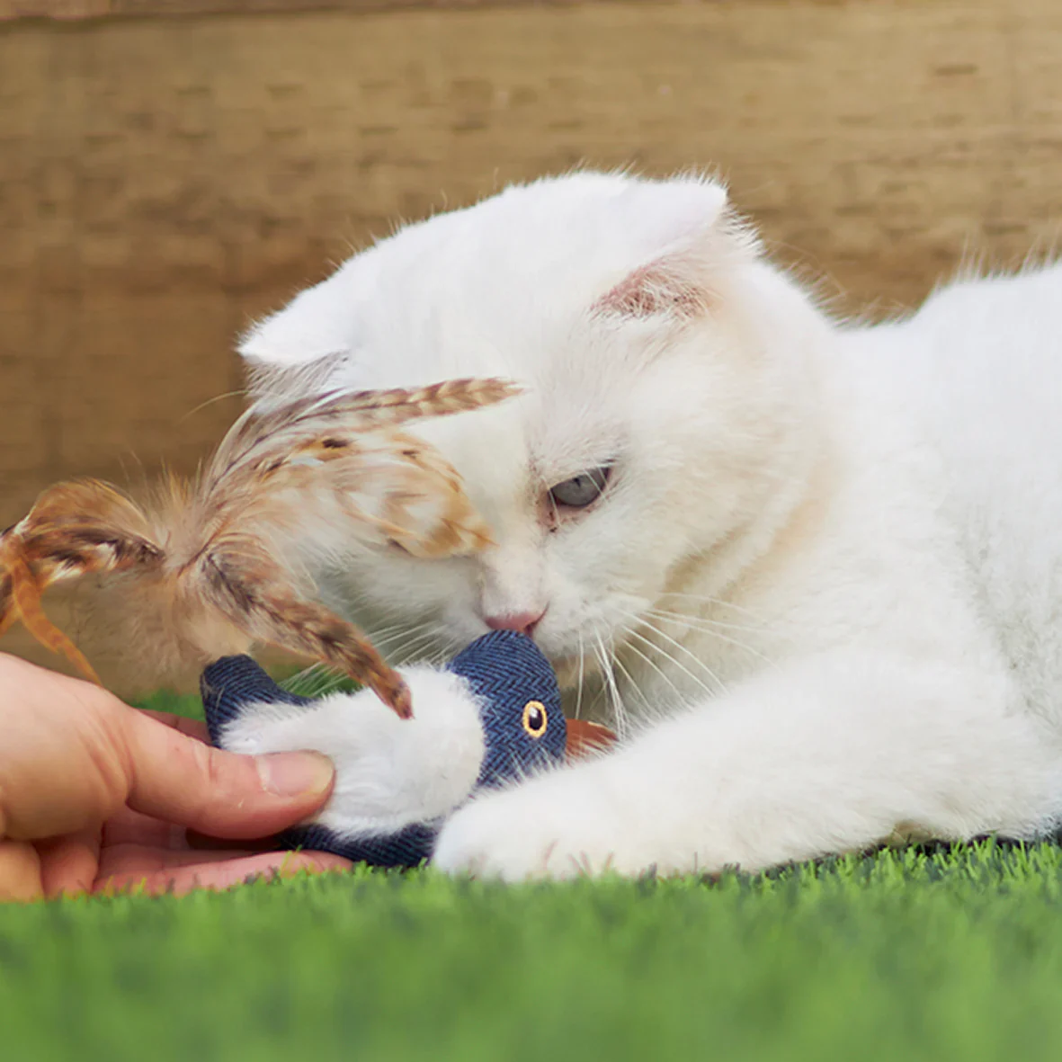 Kazoo Chirpy Bird Cat Toy - Image 4