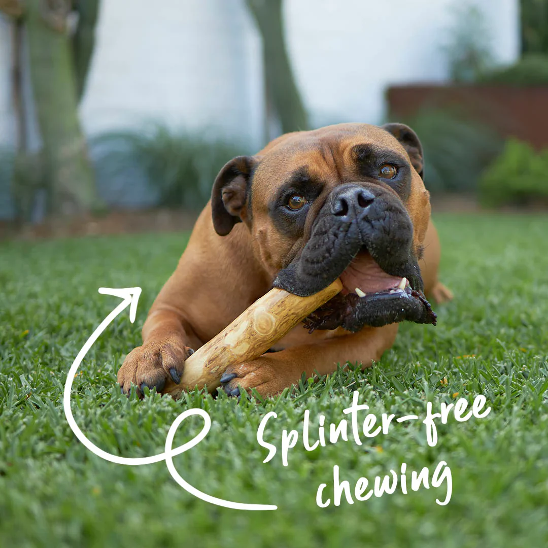 Kazoo Coffee Wood Chew Dog Toy - Image 4