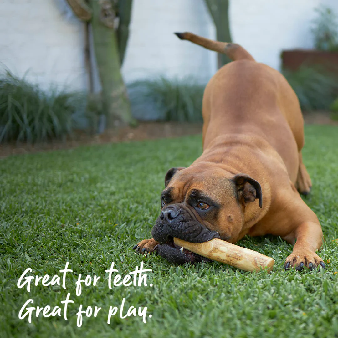 Kazoo Coffee Wood Chew Dog Toy - Image 5