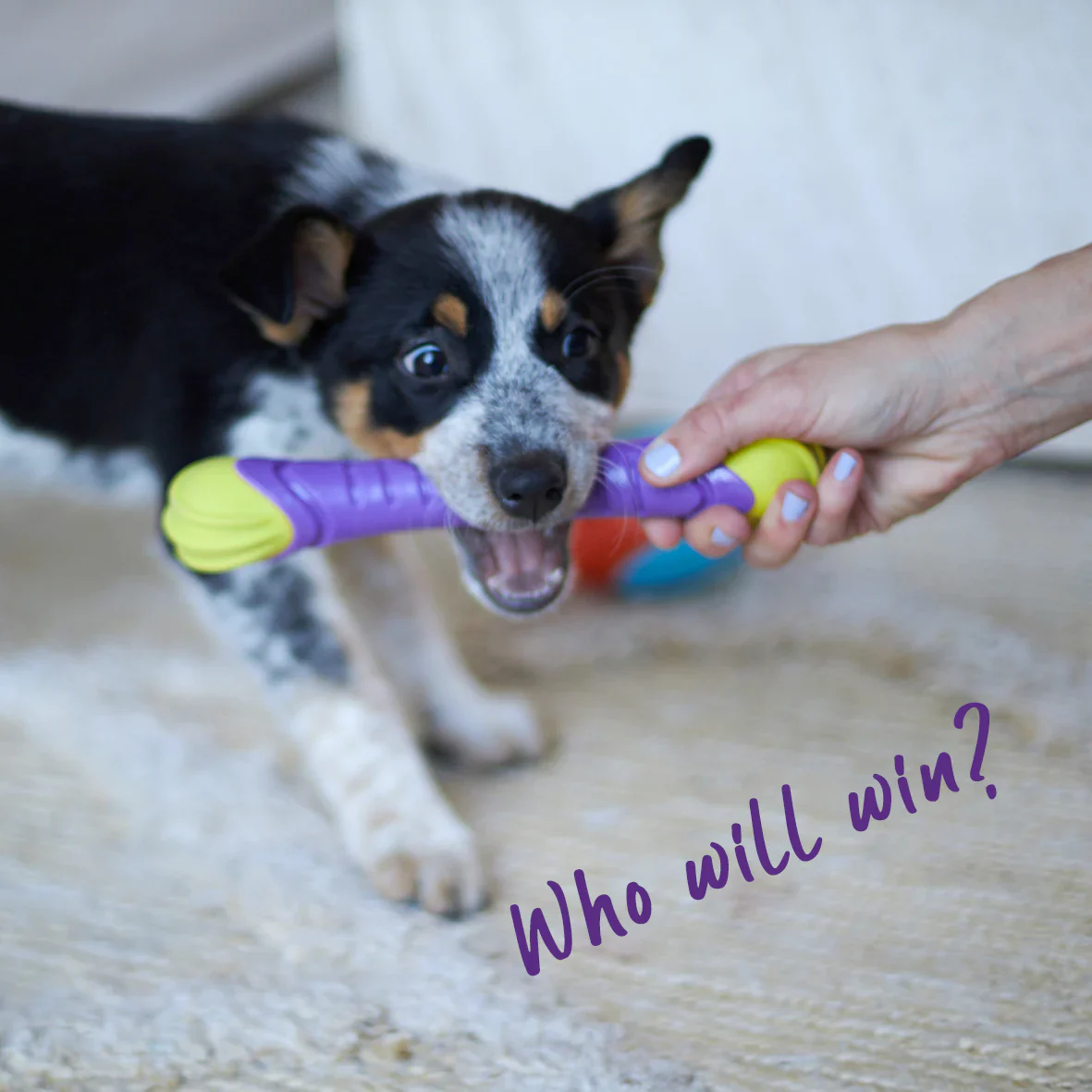 Kazoo Extreme Play Chew Stick - Image 2