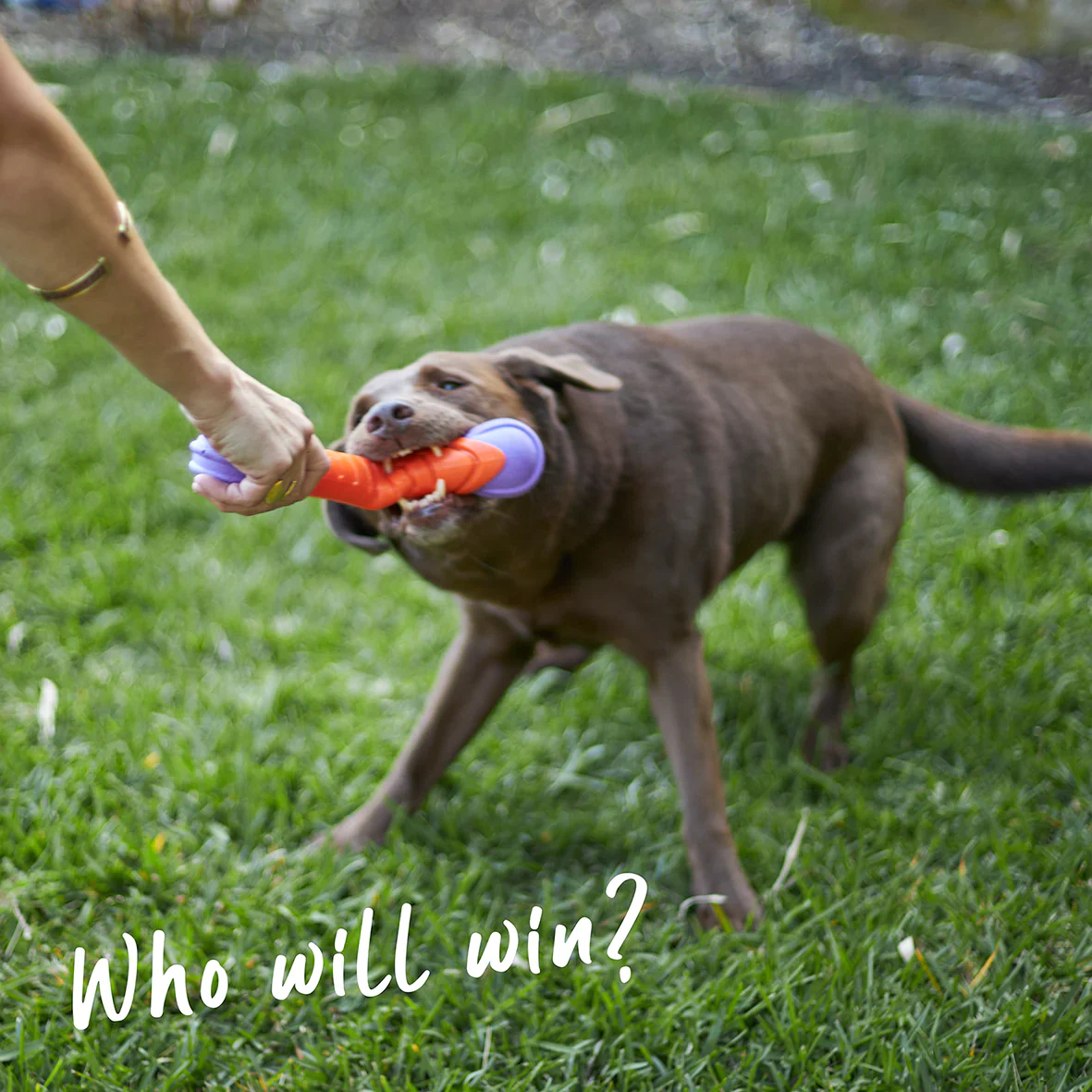 Kazoo Extreme Play Chew Stick - Image 4
