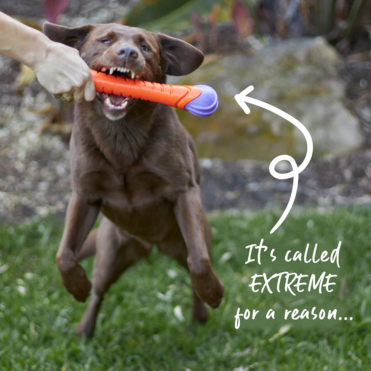 Kazoo Extreme Play Chew Stick - Image 8