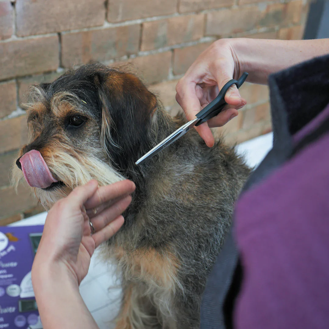 Kazoo Grooming Scissors - Image 2