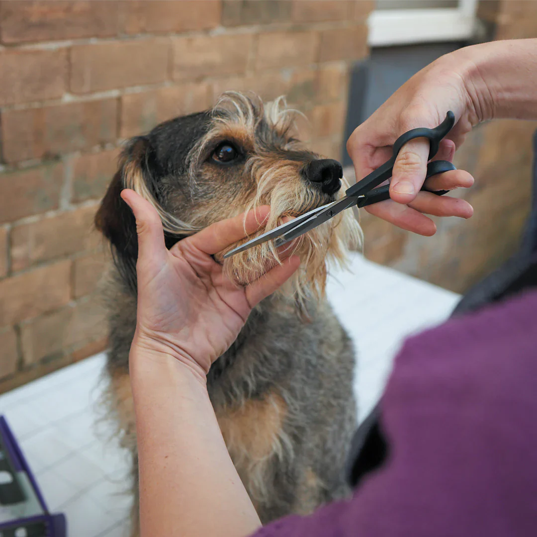 Kazoo Grooming Scissors - Image 3