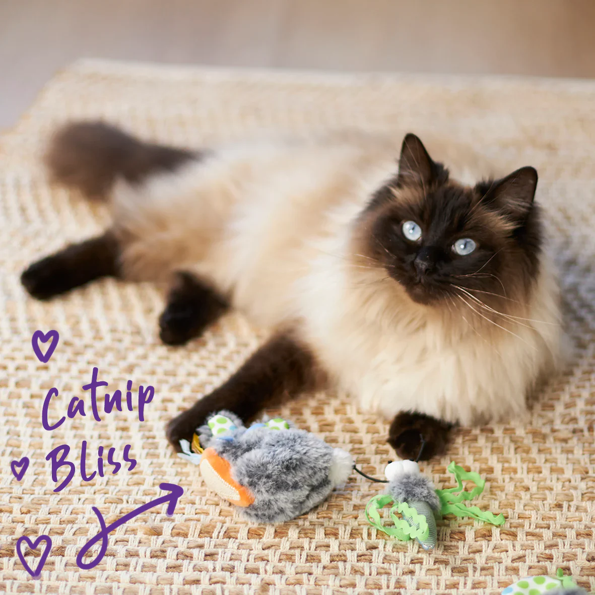 Kazoo Hungry Bunny Cat Toy - Image 2