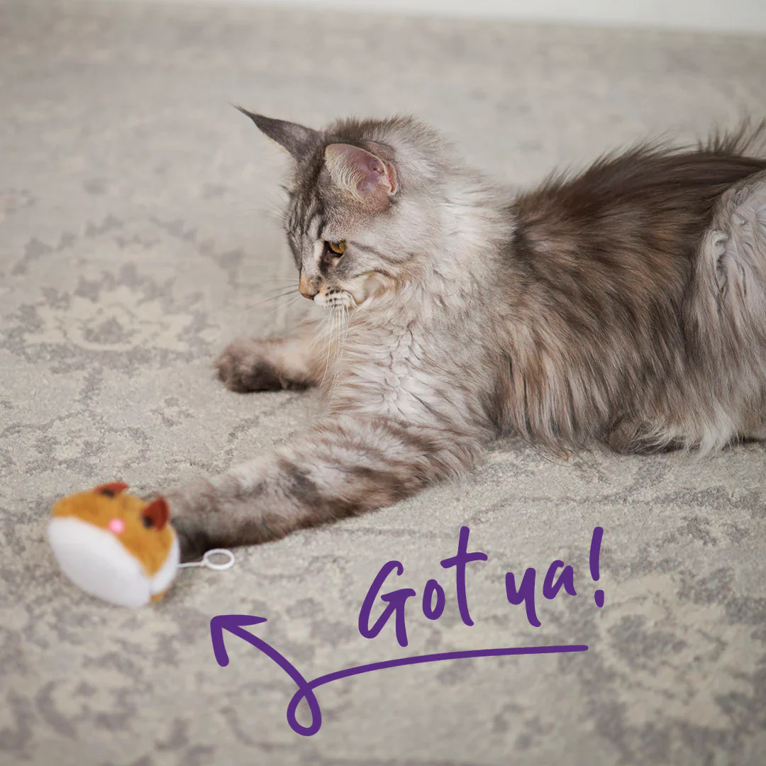 Kazoo Racer Mouse Cat Toy - Image 4