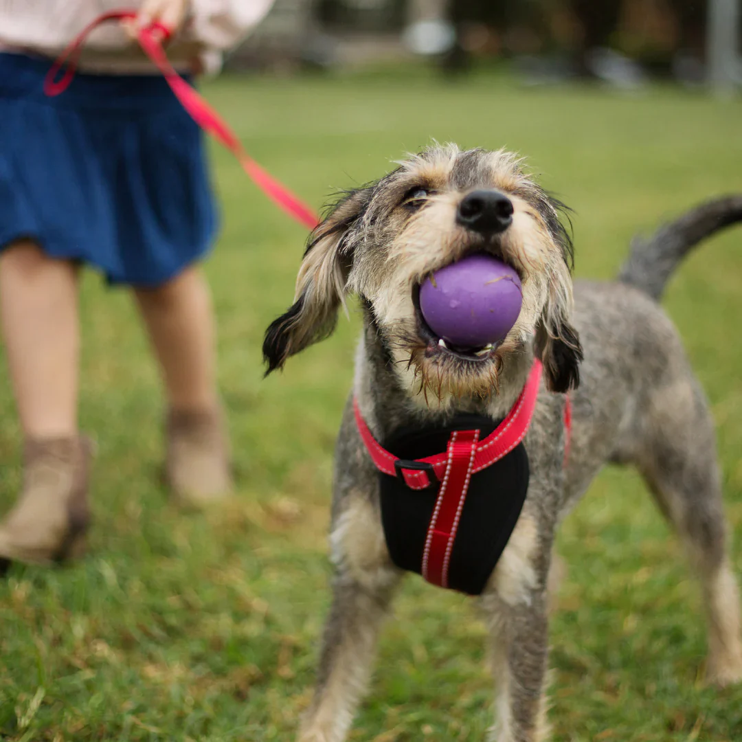 Kazoo Rubber Ball Dog Toy - Image 4
