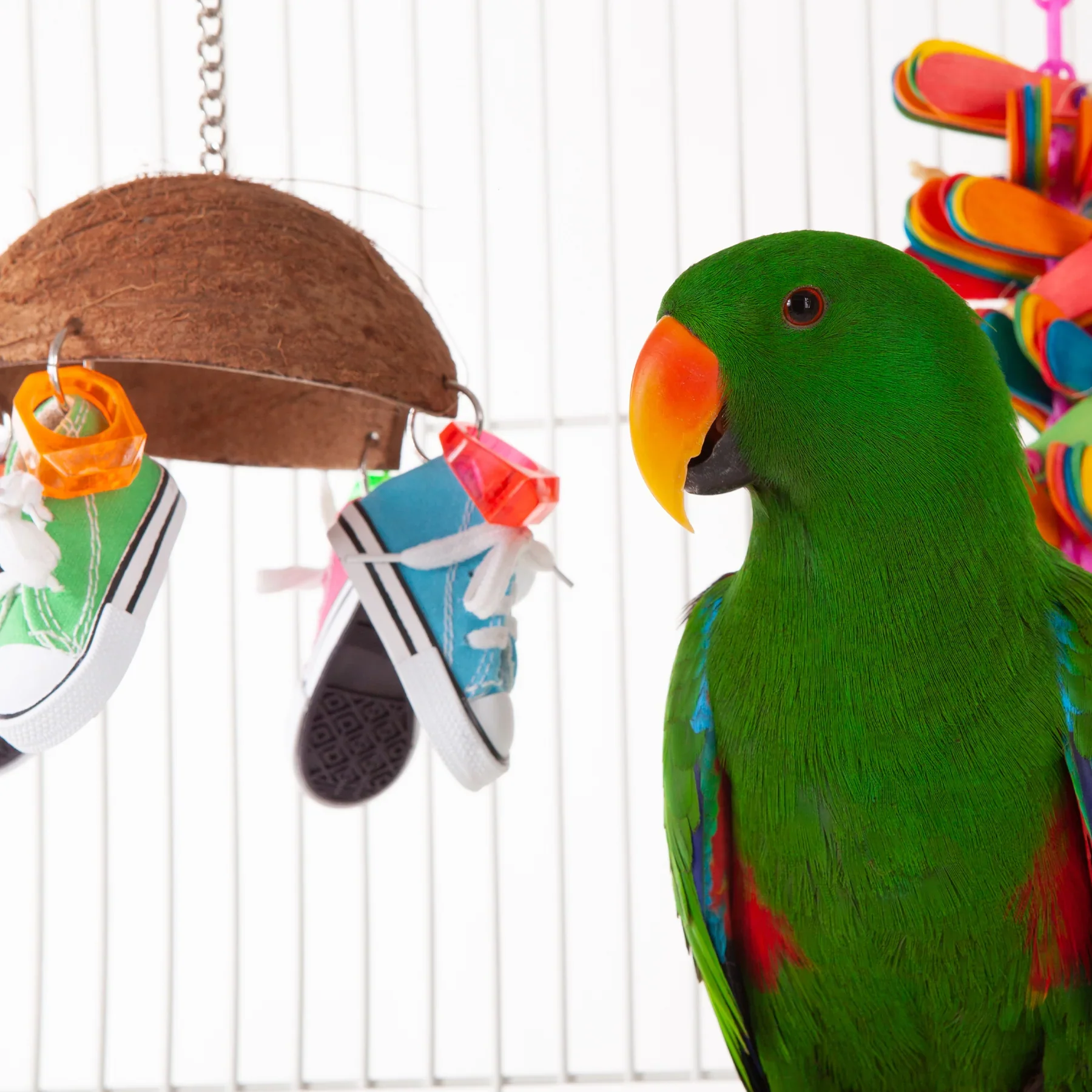 Kazoo Split Coconut Shell with Sneakers - Image 2