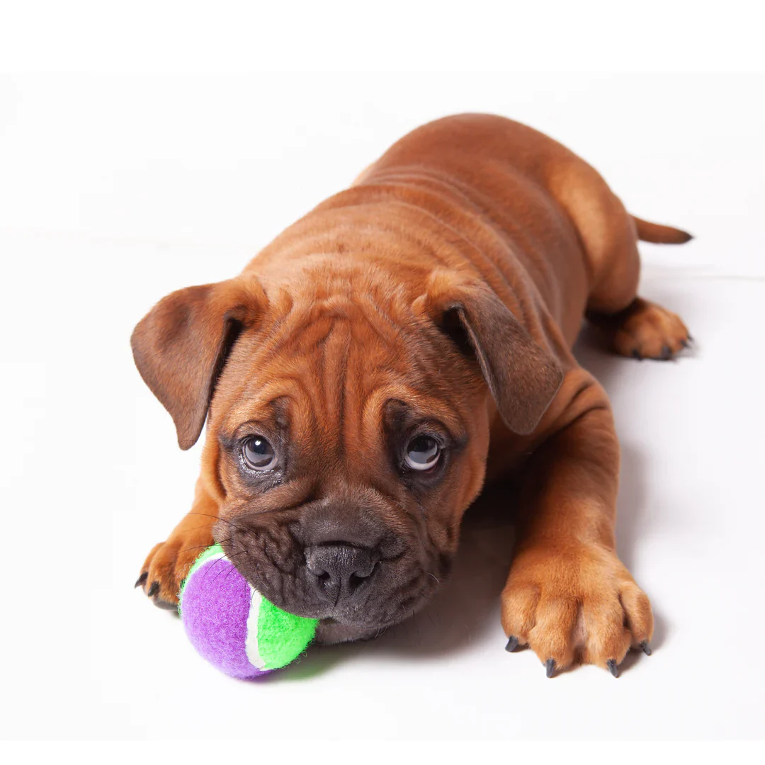 Kazoo Sponge Tennis Ball Dog Toy - Image 2