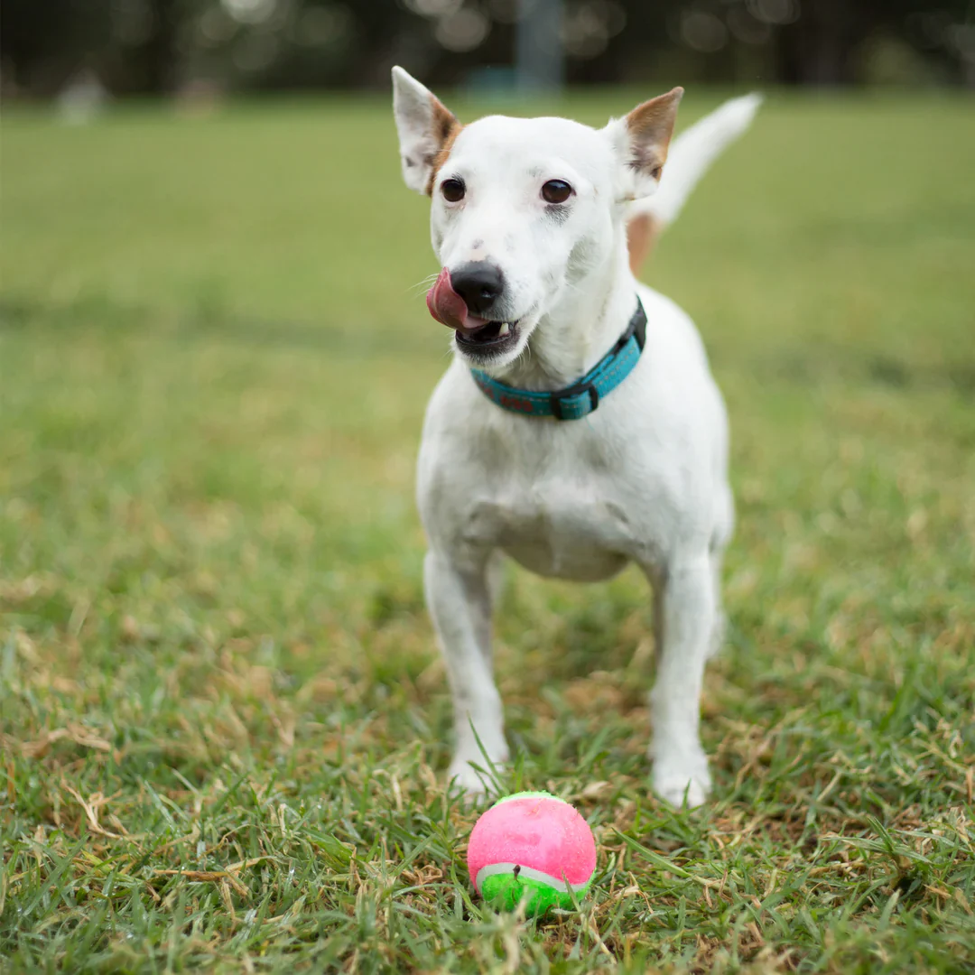 Kazoo Sponge Tennis Ball Dog Toy - Image 3