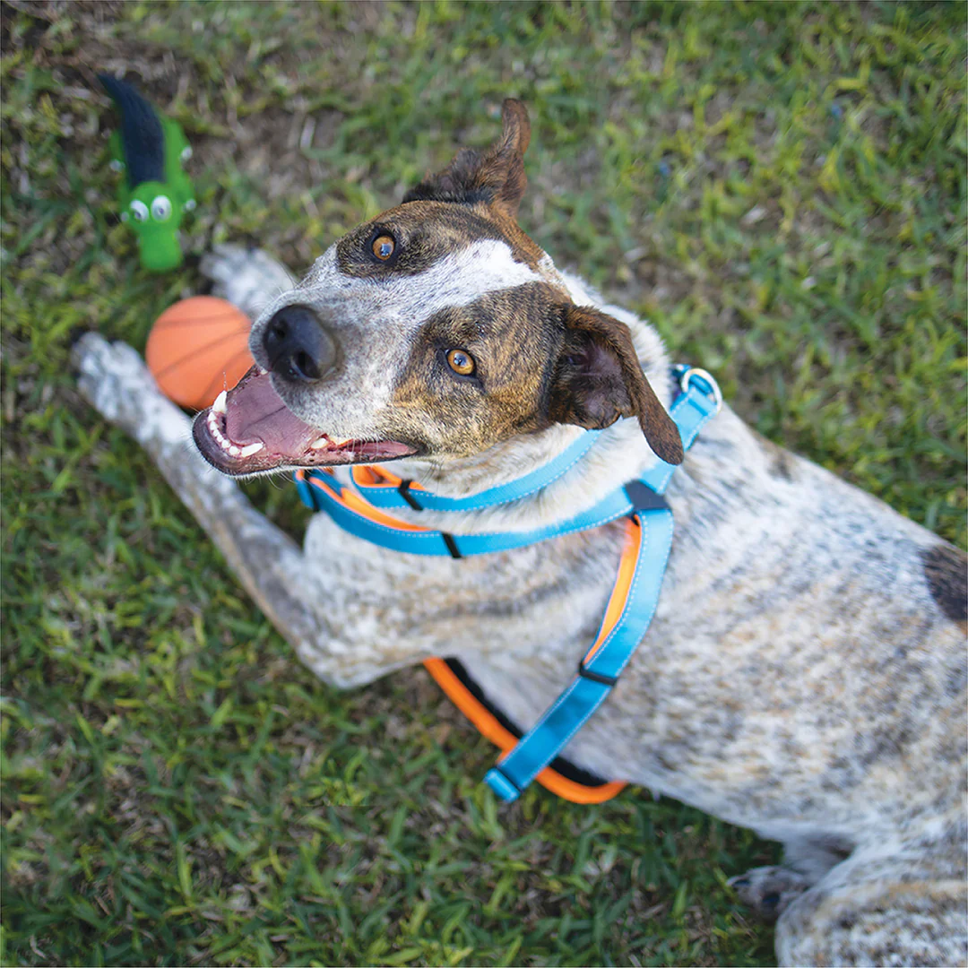 Kazoo Sports Ball Dog Toy - Image 2