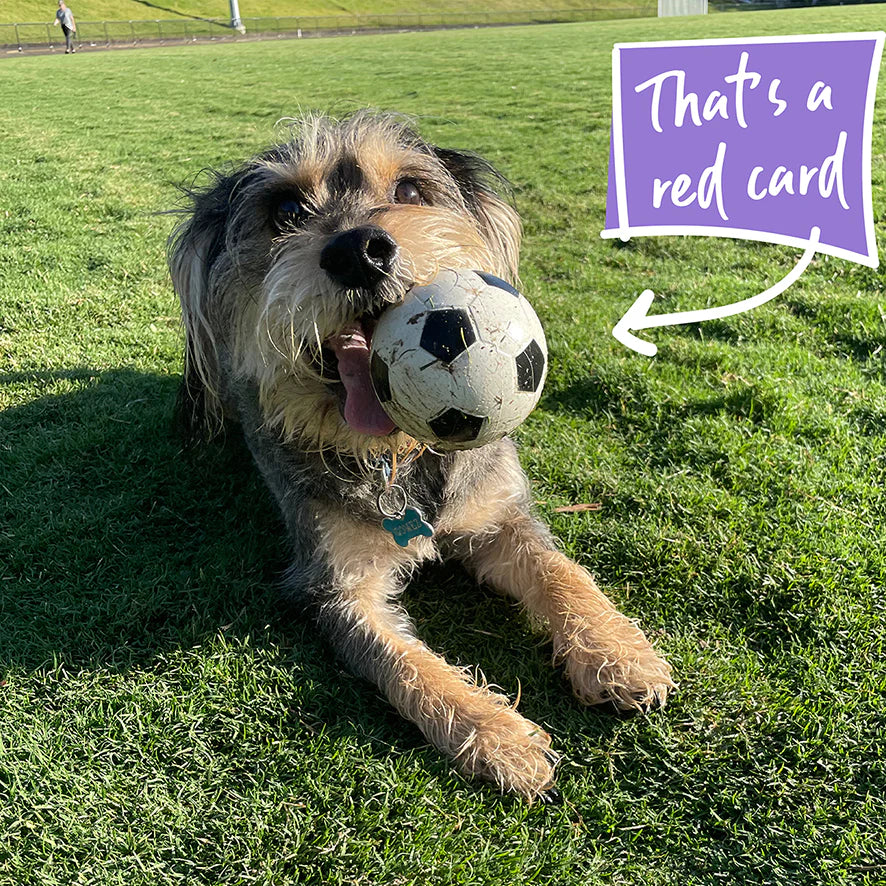 Kazoo Sports Ball Dog Toy - Image 4