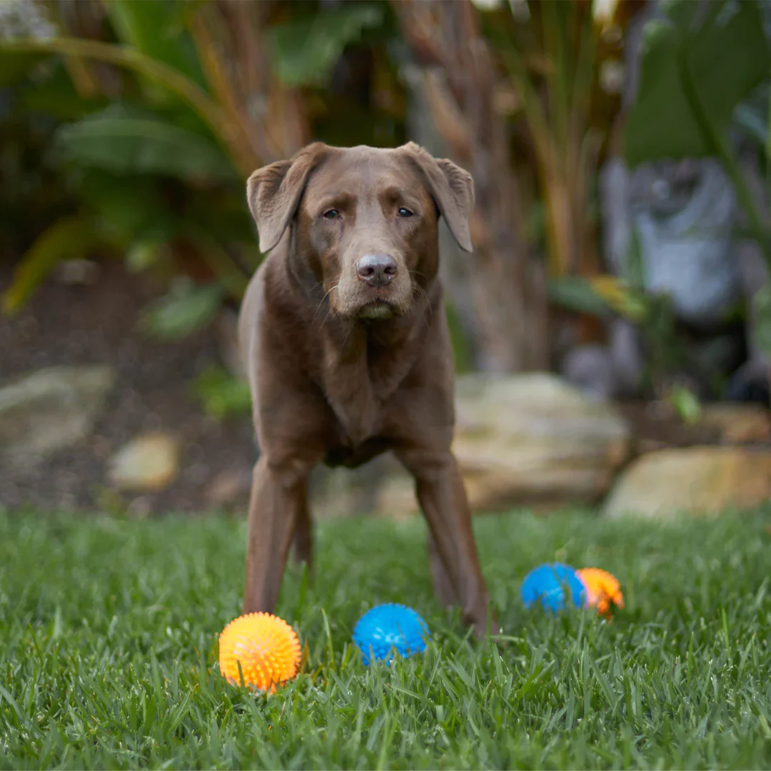 Kazoo Squeaky Space Ball Dog Toy - Image 2
