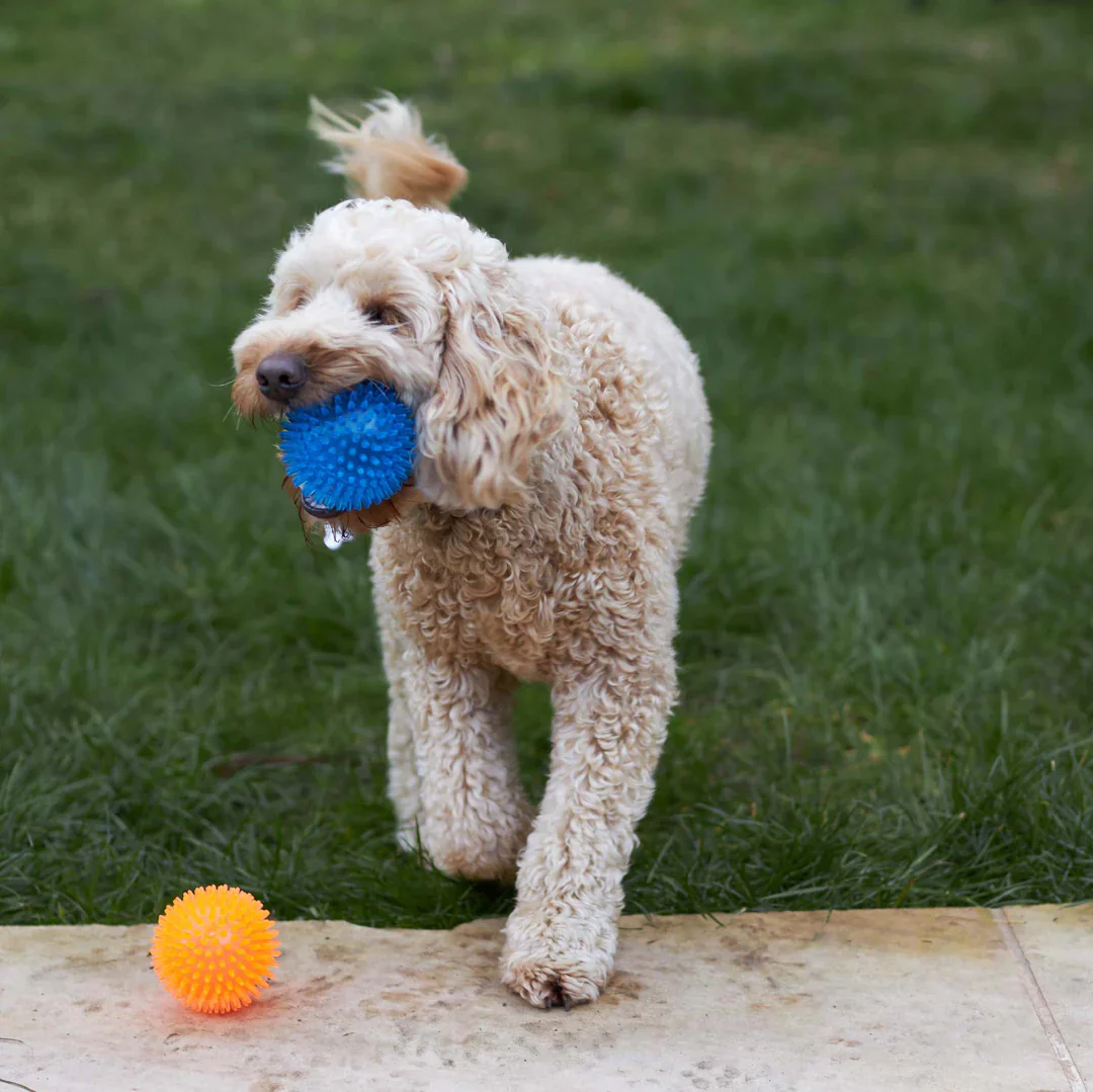 Kazoo Squeaky Space Ball Dog Toy - Image 3