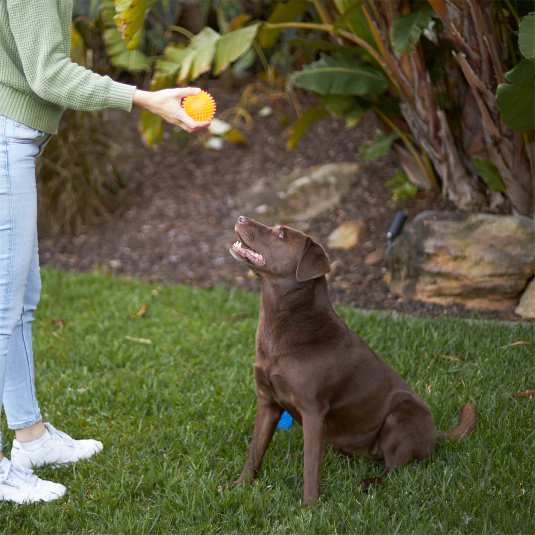Kazoo Squeaky Space Ball Dog Toy - Image 4