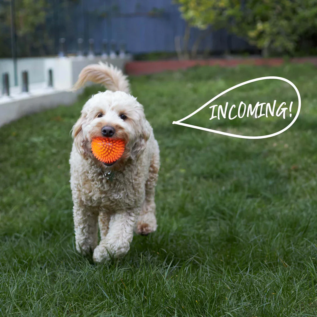 Kazoo Squeaky Space Ball Dog Toy - Image 5