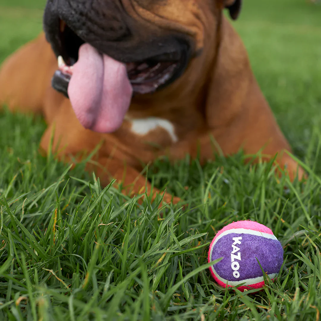 Kazoo Squeaky Tennis Ball Dog Toy - Image 3