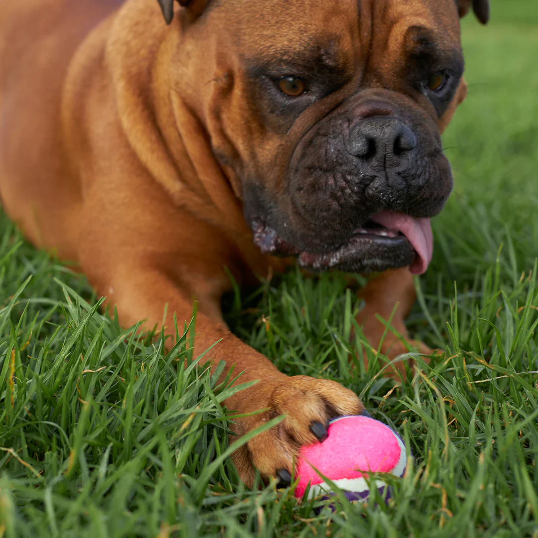 Kazoo Squeaky Tennis Ball Dog Toy - Image 6