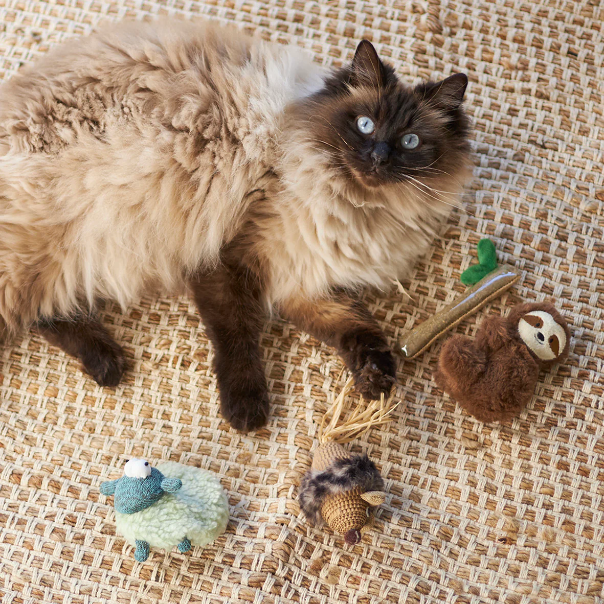 Kazoo Squinty Sheep Cat Toy - Image 5